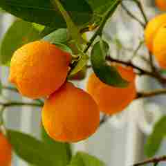 Oranges In Tree